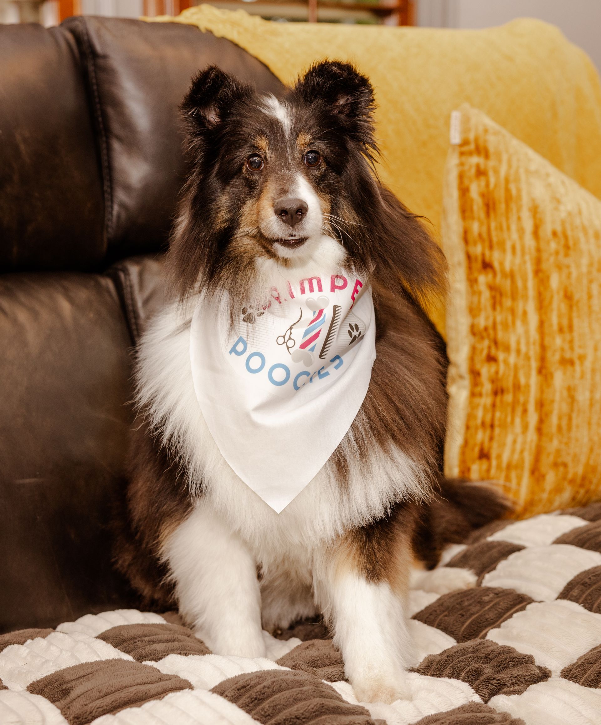 Tri-colored Sheltie dog wearing a