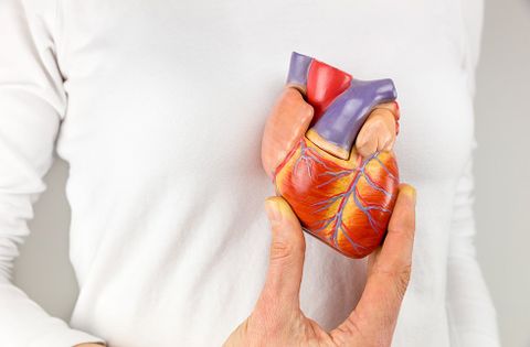 Person Holding Heart Model — Jacksonville, FL — Bold City Direct Primary Care