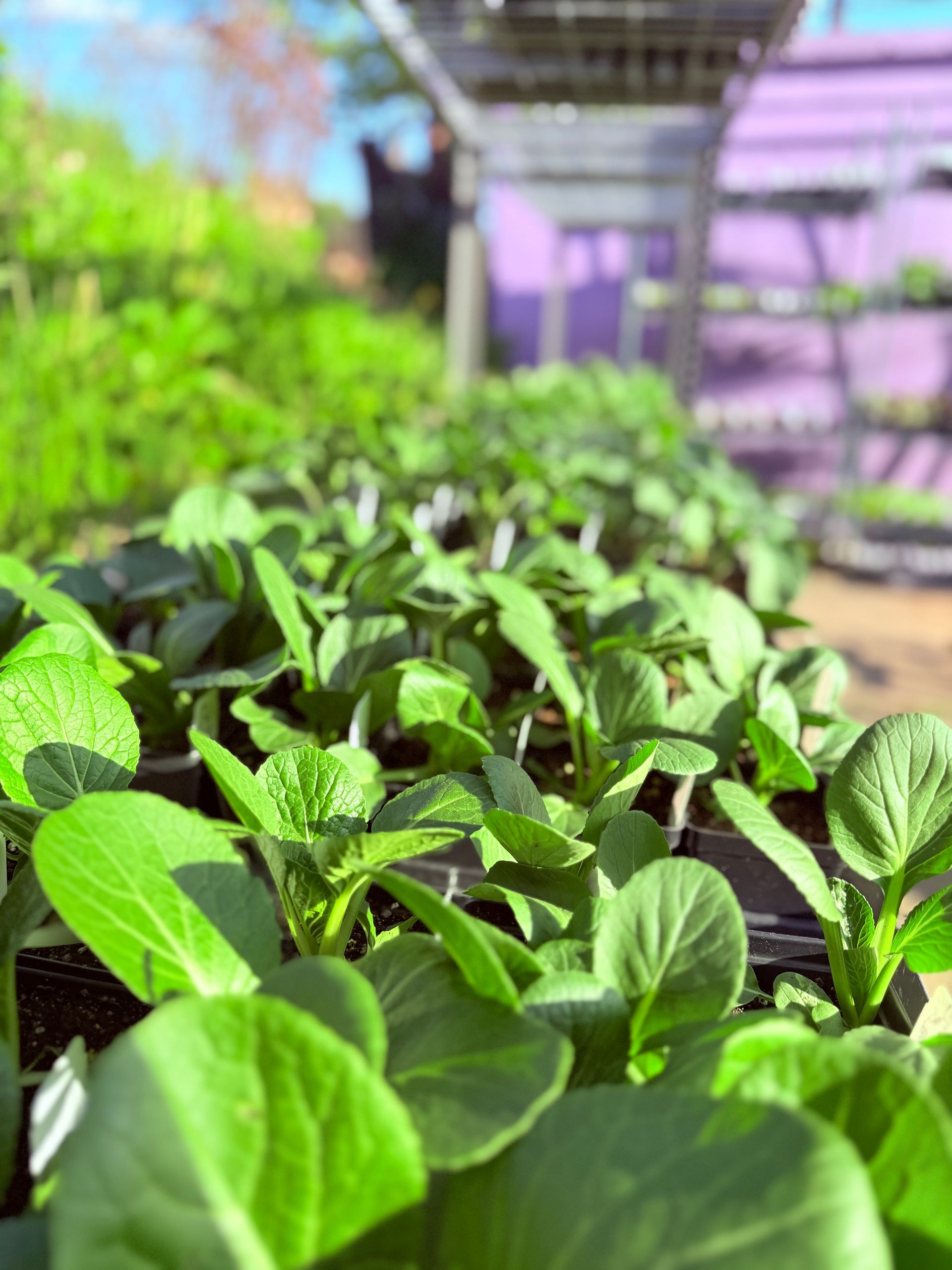 A bunch of green plants are growing in a greenhouse.