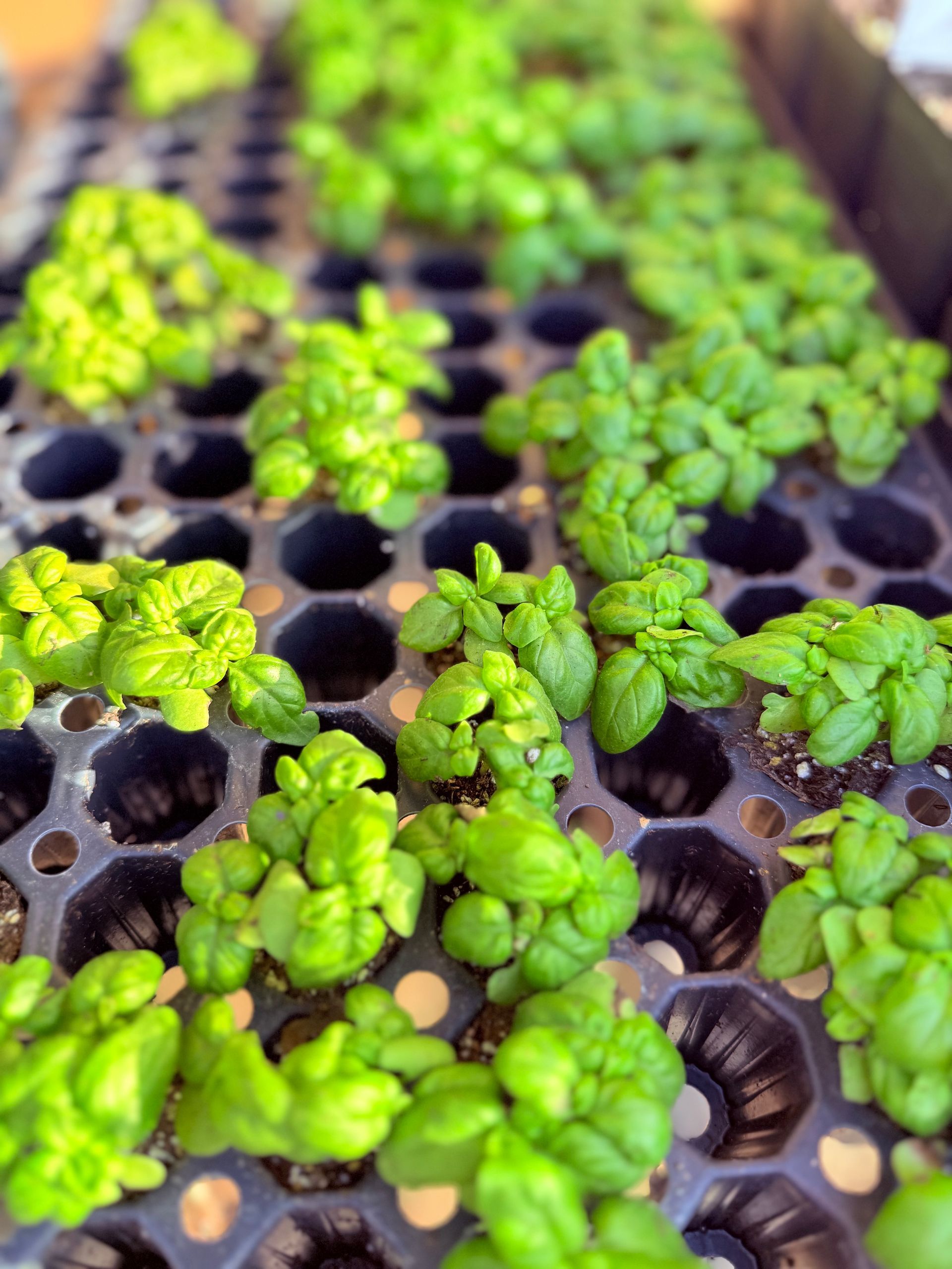 A bunch of green plants are growing in a tray.