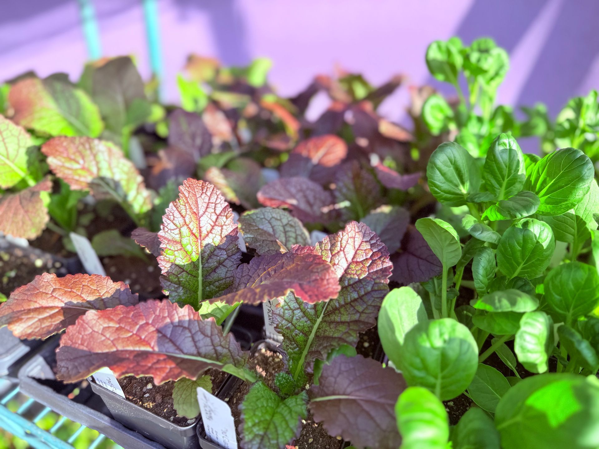 A bunch of plants are growing in pots on a purple surface.