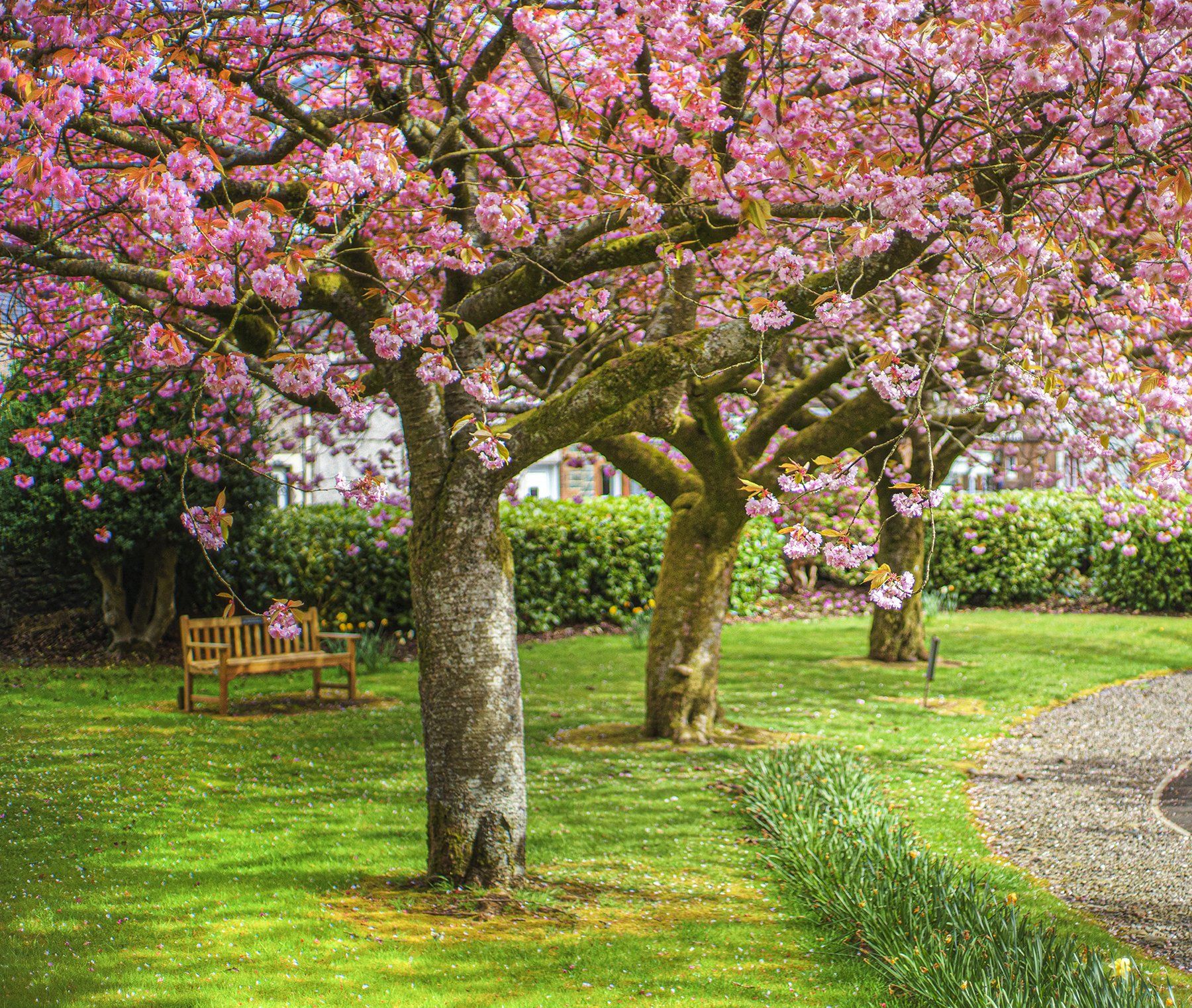 Gallow Hill, Moffat  Moffat Walking Weekend