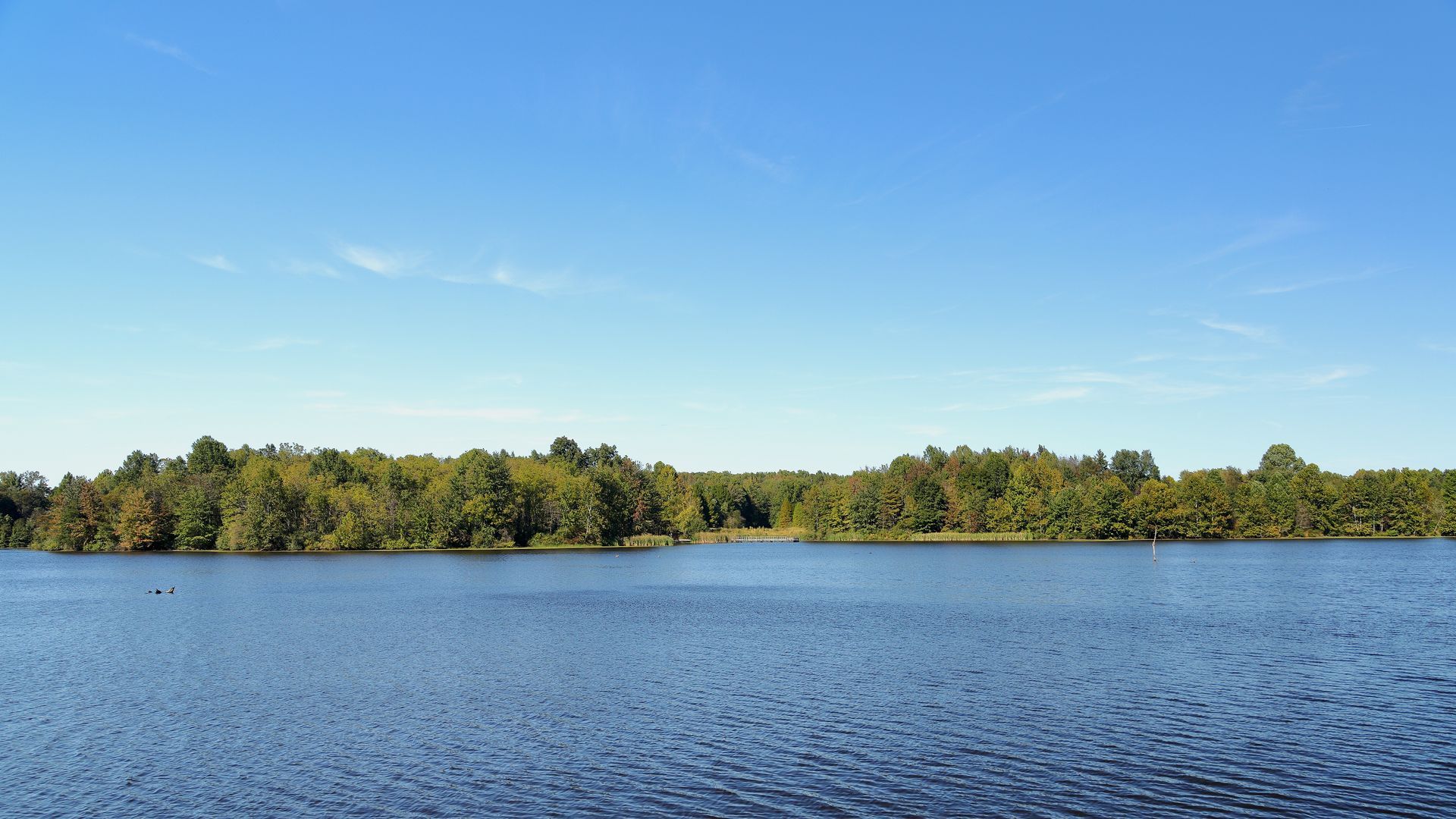 A large body of water surrounded by trees on a sunny day.