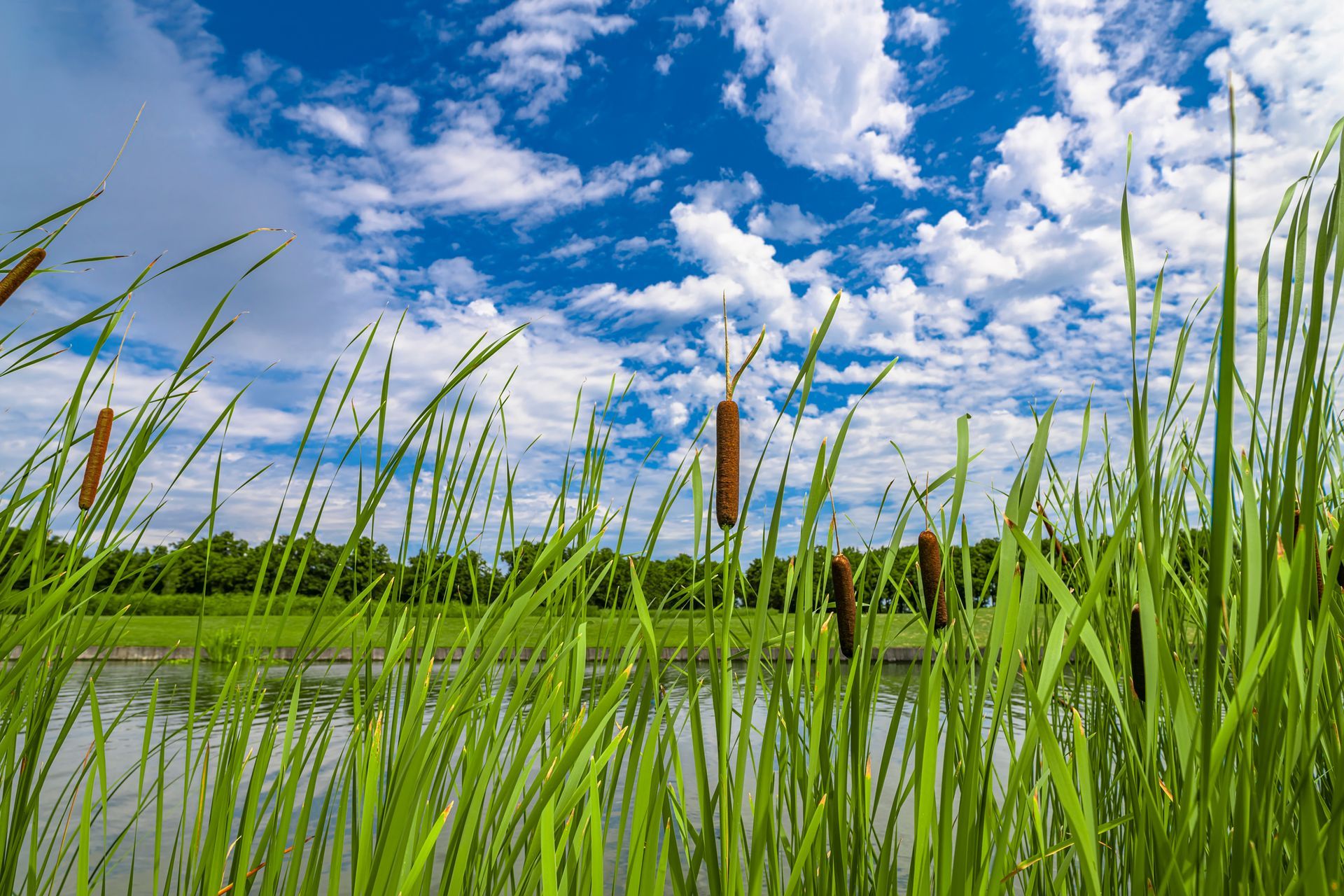 A swamp with tall grass and reeds in the foreground and a lake in the background.