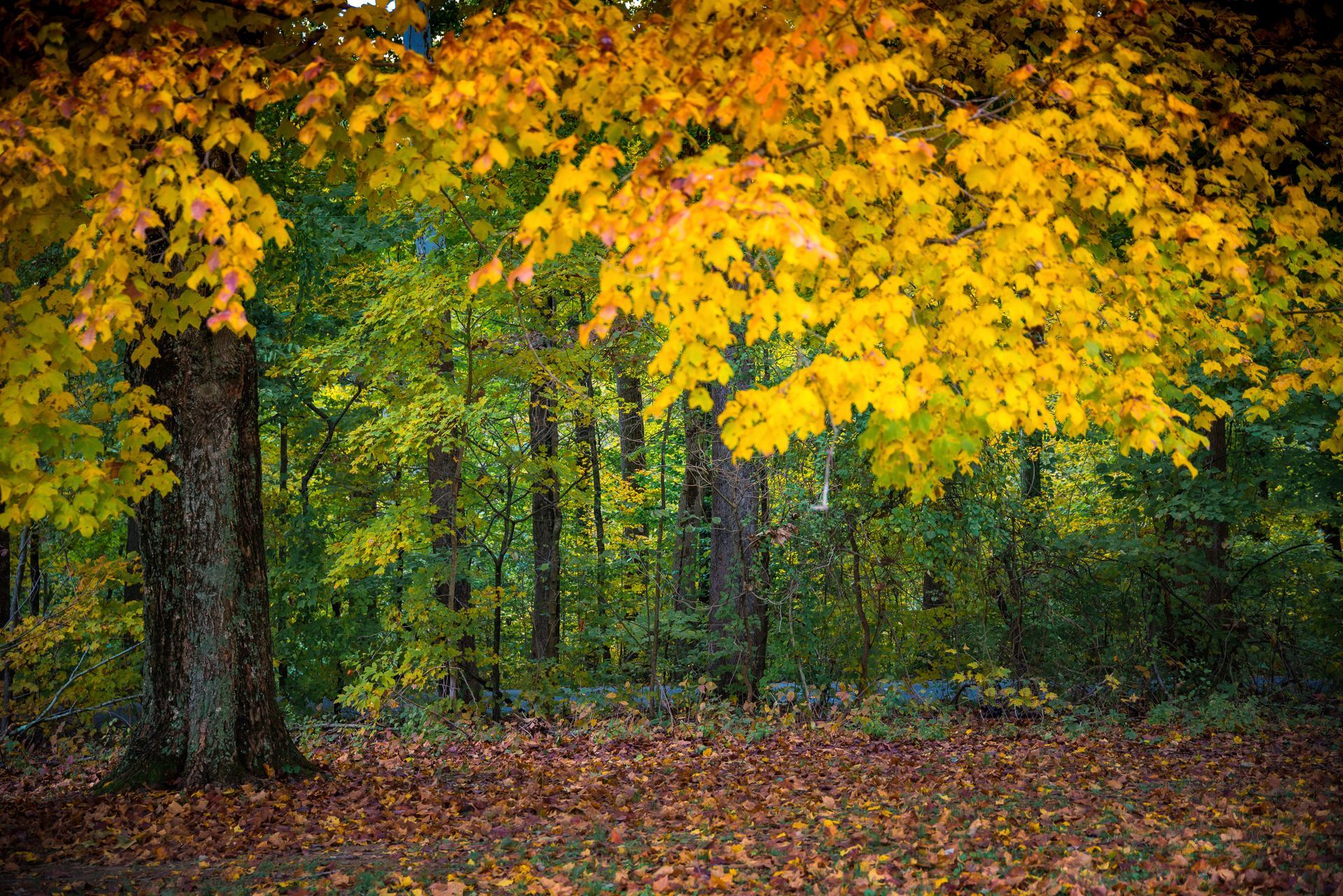 A forest with trees with yellow leaves and a lot of leaves on the ground.