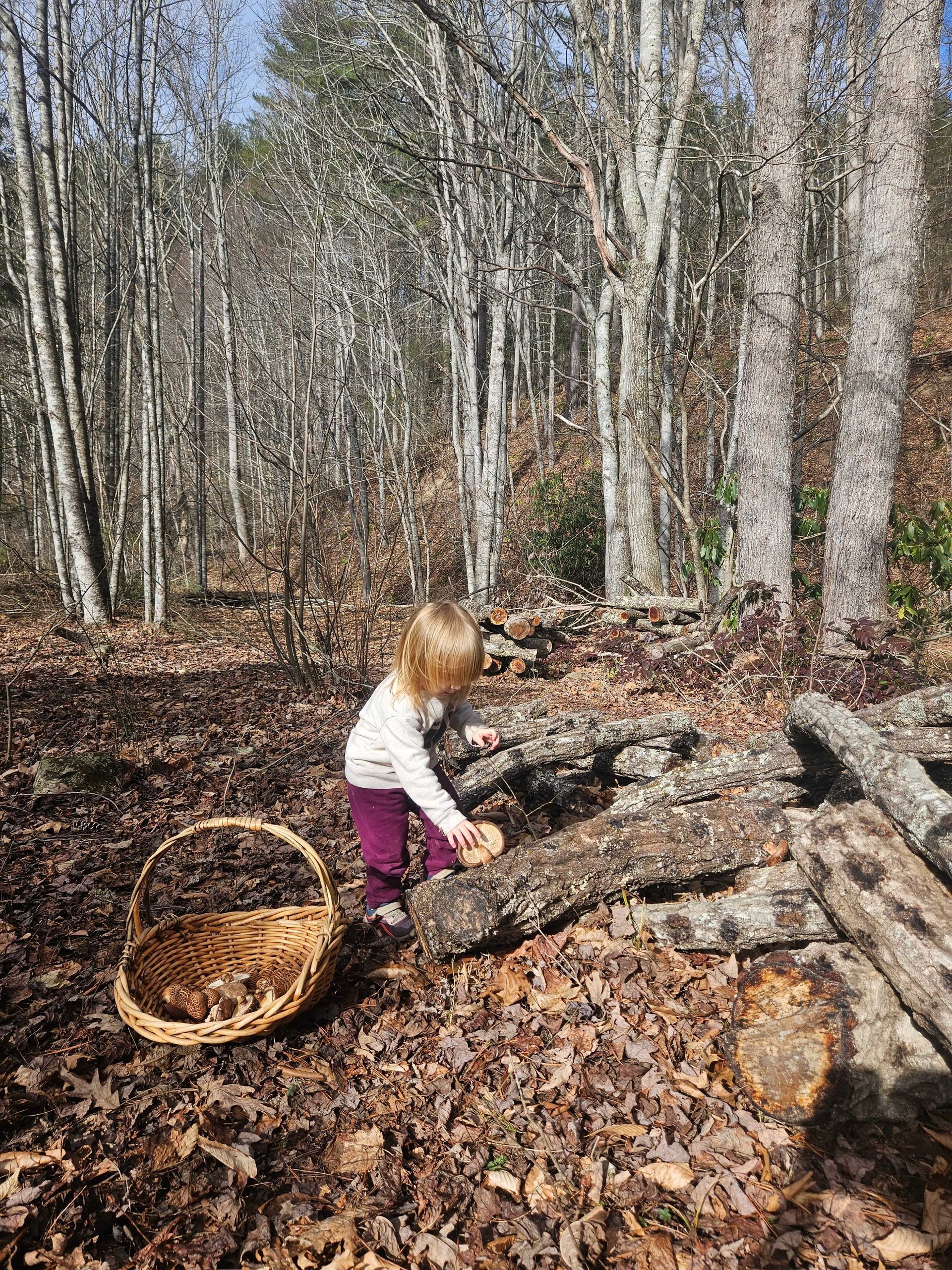 Boone NC tree removal logs stacked to be cleared from land