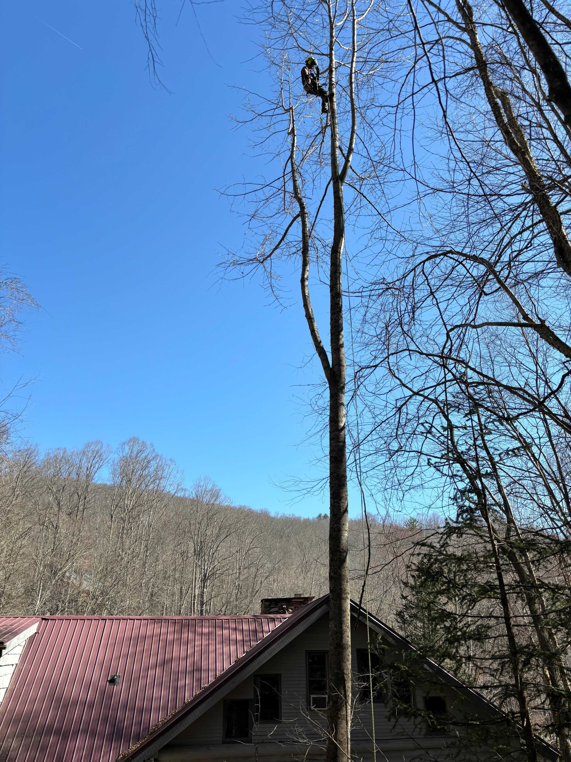 professional arborist tree removal boone nc