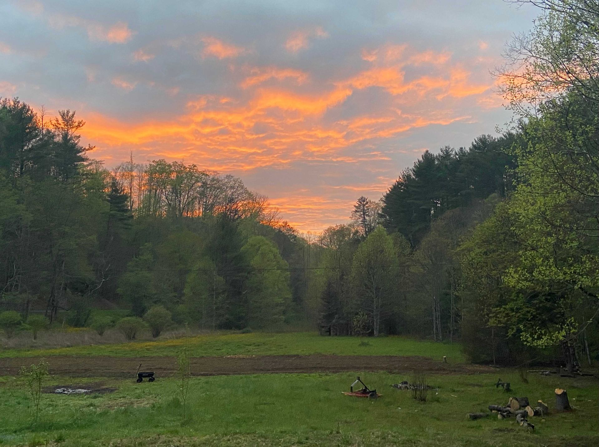 tree service on a property to clear land and remove trees