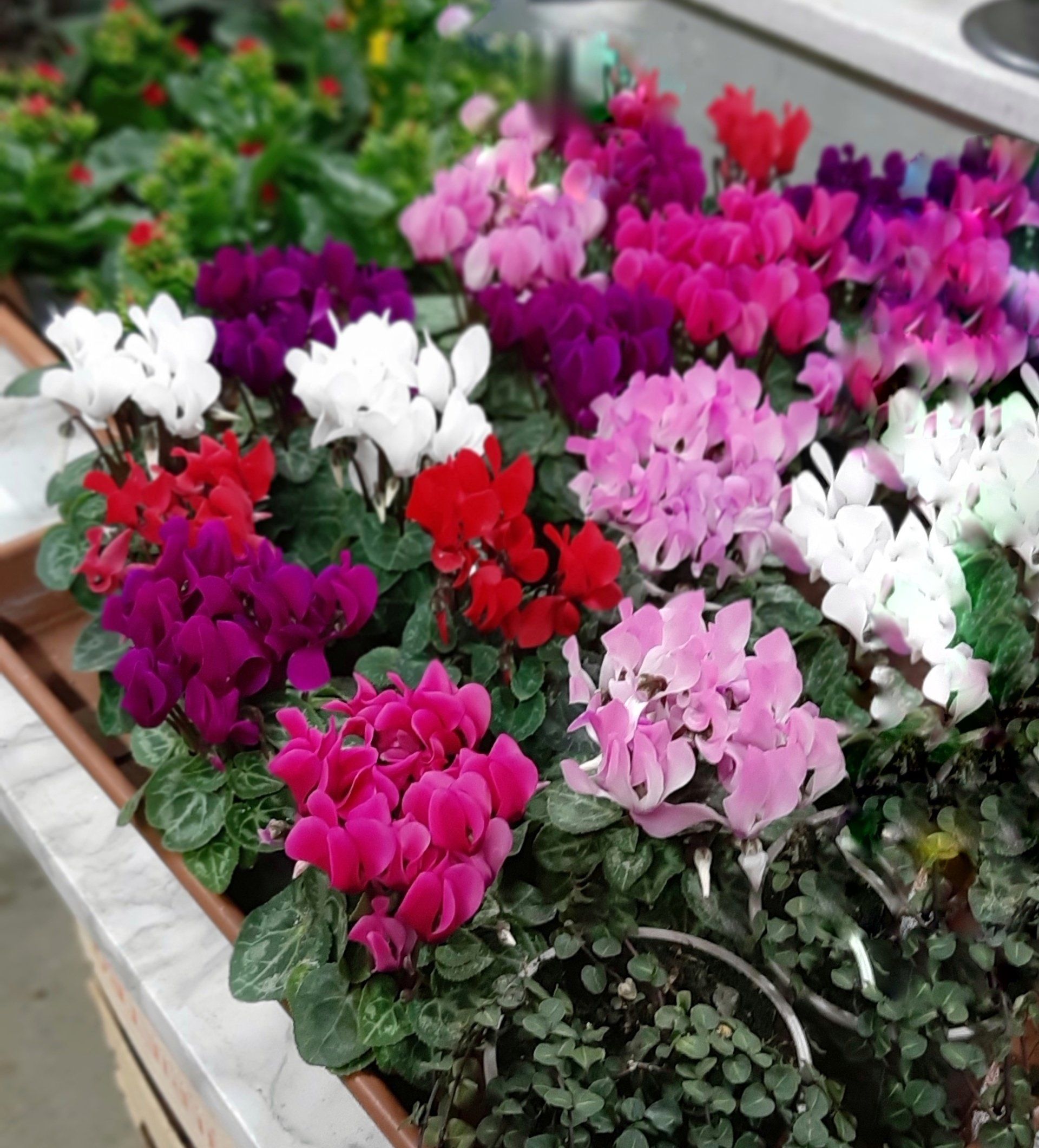 Piante e composizioni floreali