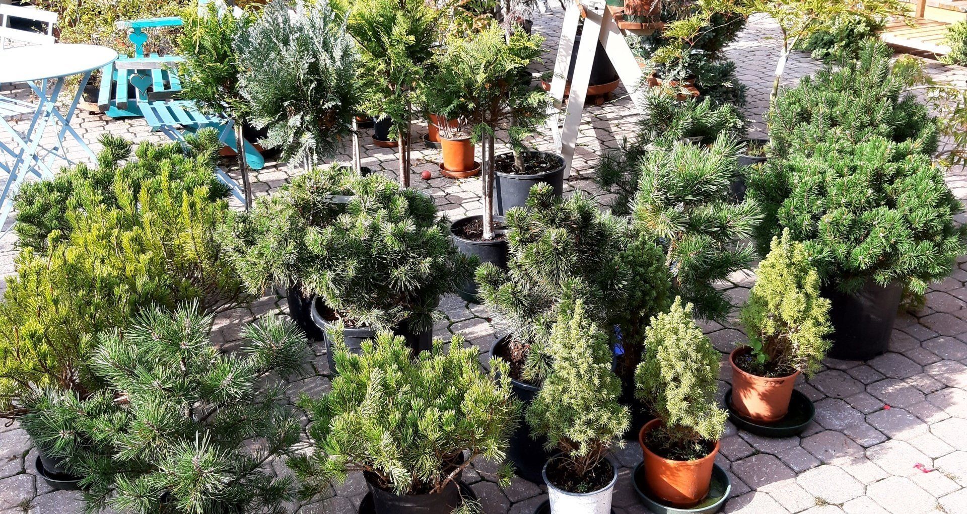 Vendita piante verdi Trento