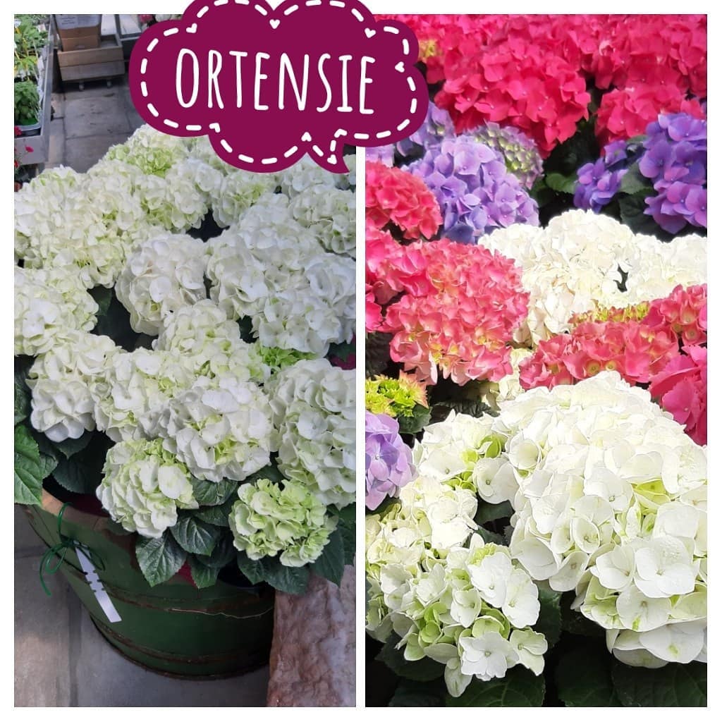 Ortensie Brigadoi Trento