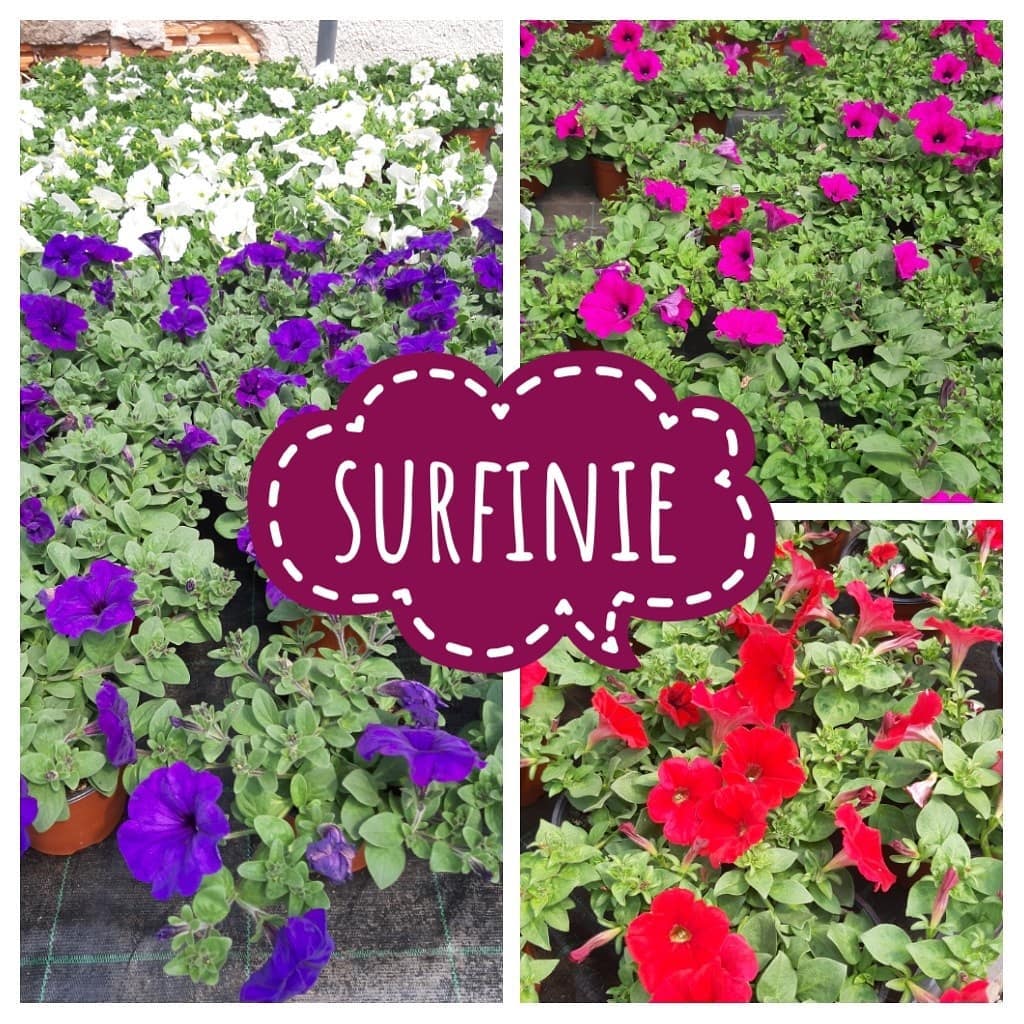 Surfinie Brigadoi Trento