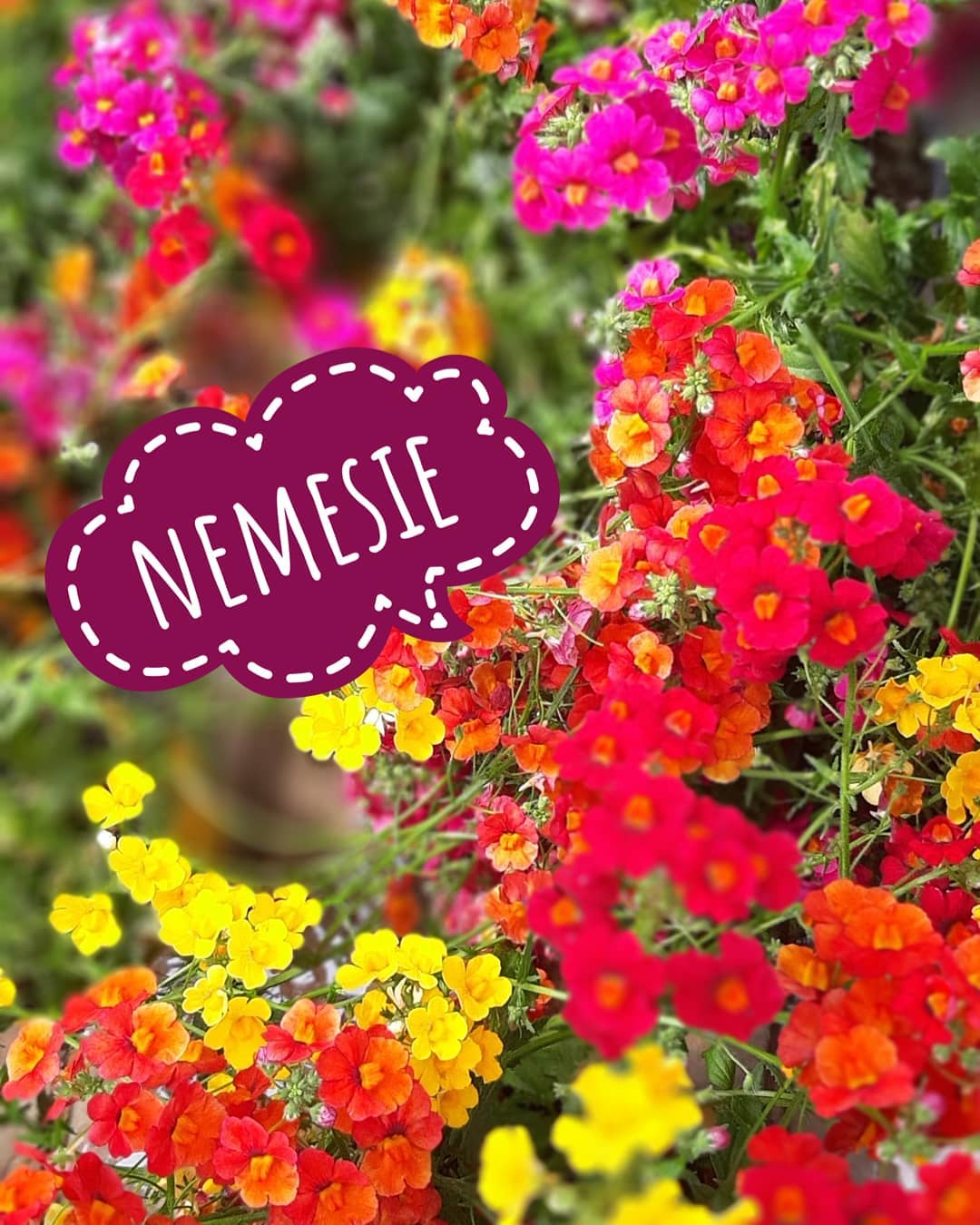 Nemesie Brigadoi Trento