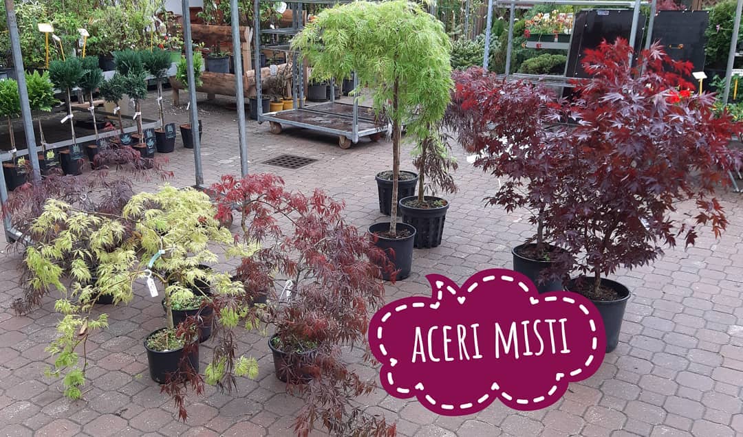 Aceri misti Brigadoi Trento