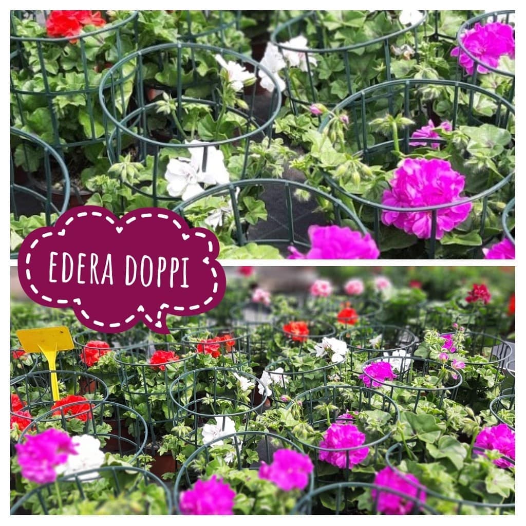 Edera Brigadoi Trento