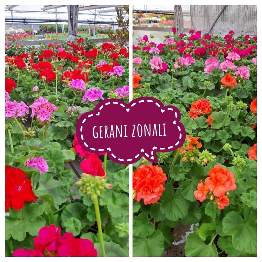 Gerani Brigadoi Trento