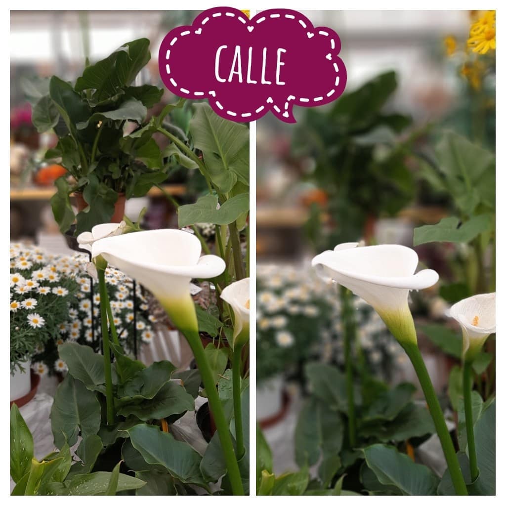 Calle Brigadoi Trento