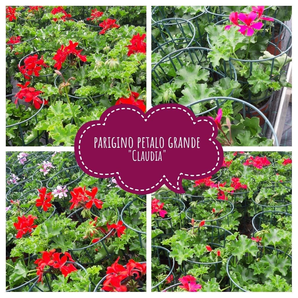 piante vendita Pradazzo