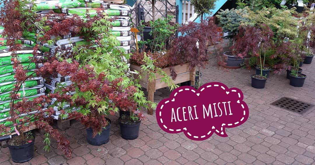 Aceri Brigadoi Predazzo Trento