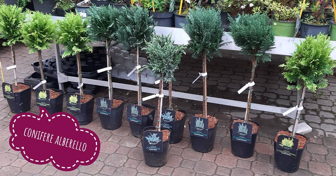 Conifere Viavio Brigadoi Trento