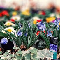 Piante verdi con vasi