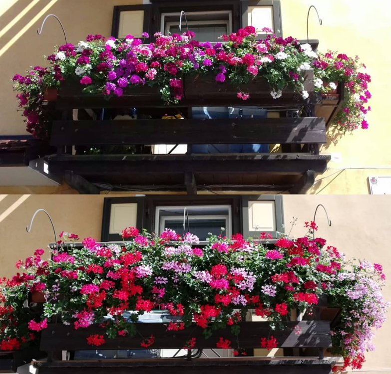 geranei balconi Trento