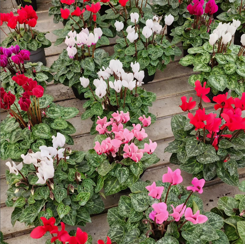 ciclamini Fioraio Trento