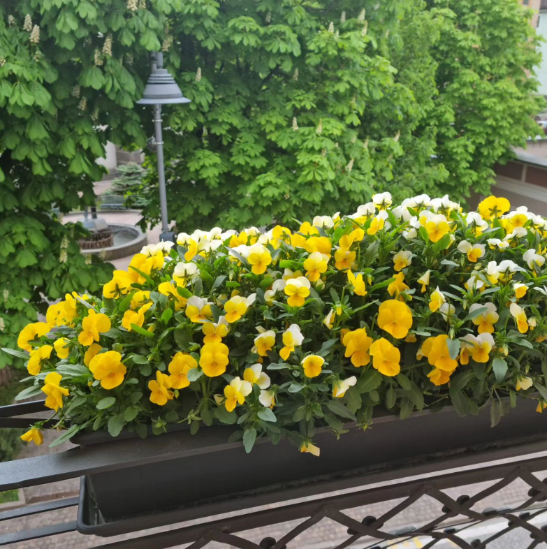 piante da fiore esterno Trento