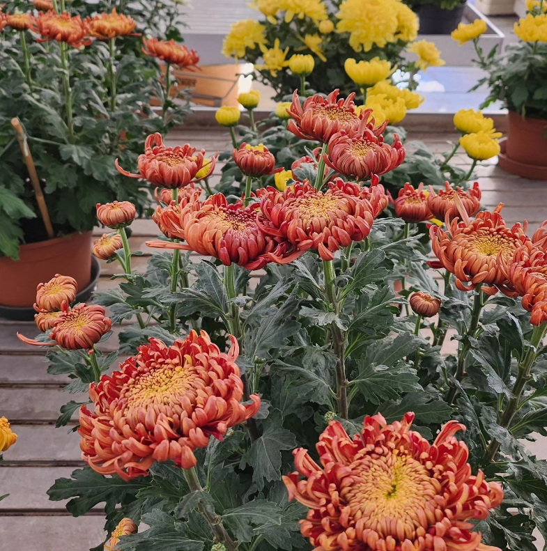 Piante da fiore Brigadoi