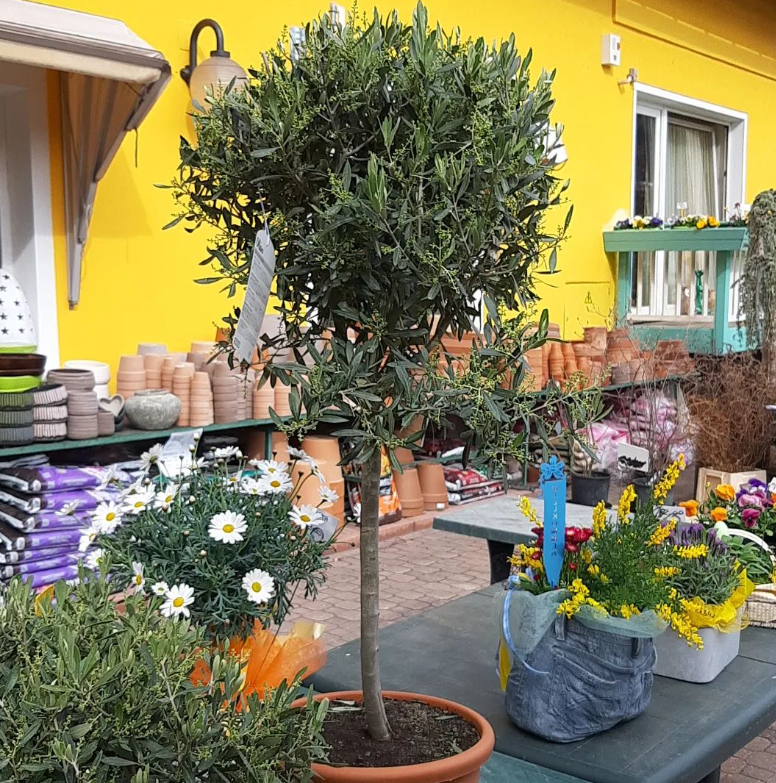 piante di ulivo Trento