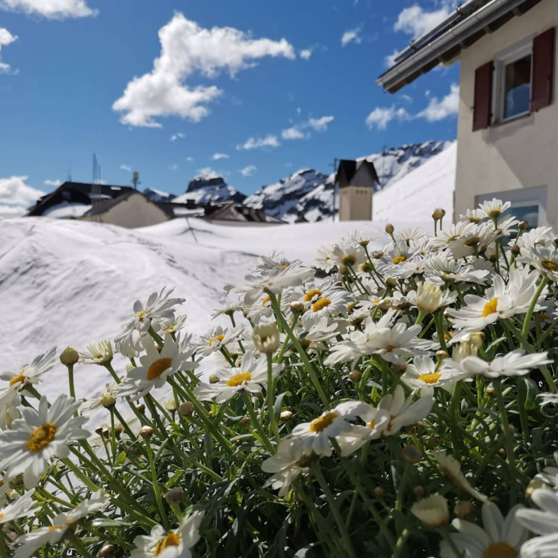 vendita piante da esterno