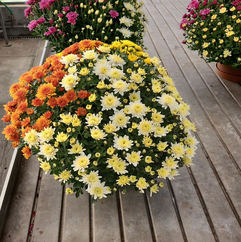 piante da fiore Vivaio Brigadoi