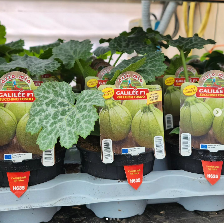 semento zucchine