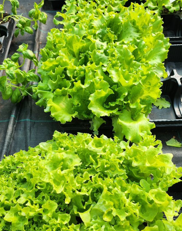 Piantine da orto Trento