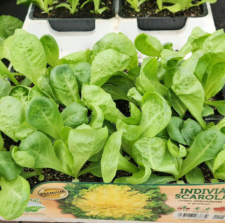 vendita piante insalata orto