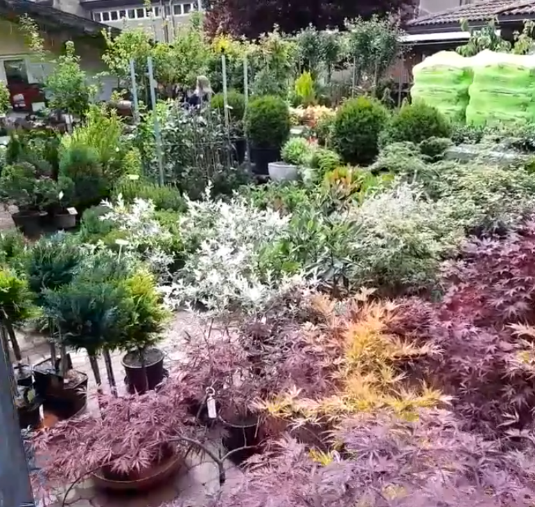 vendita piante perenni Trento