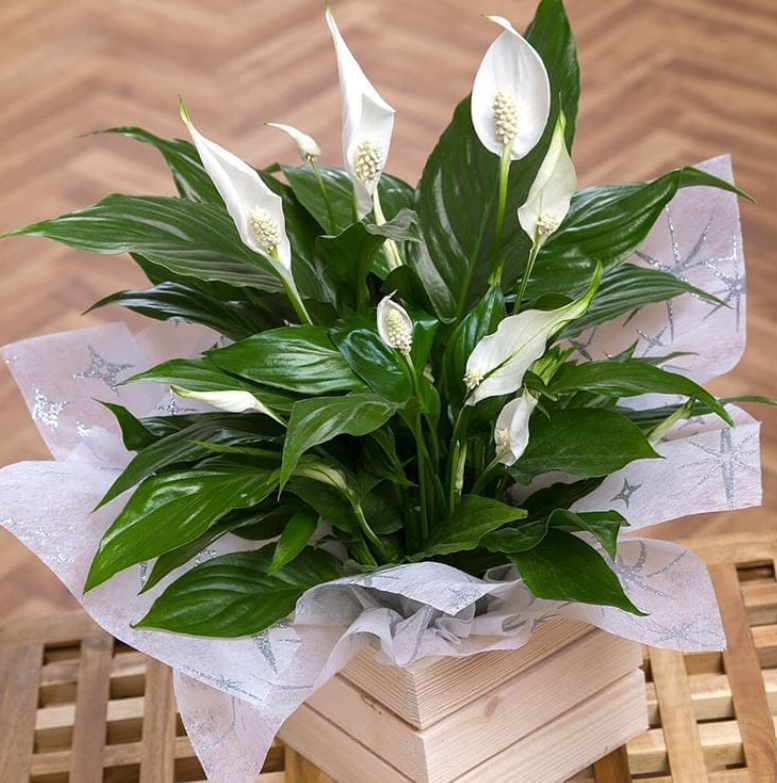 Piante e composizioni floreali