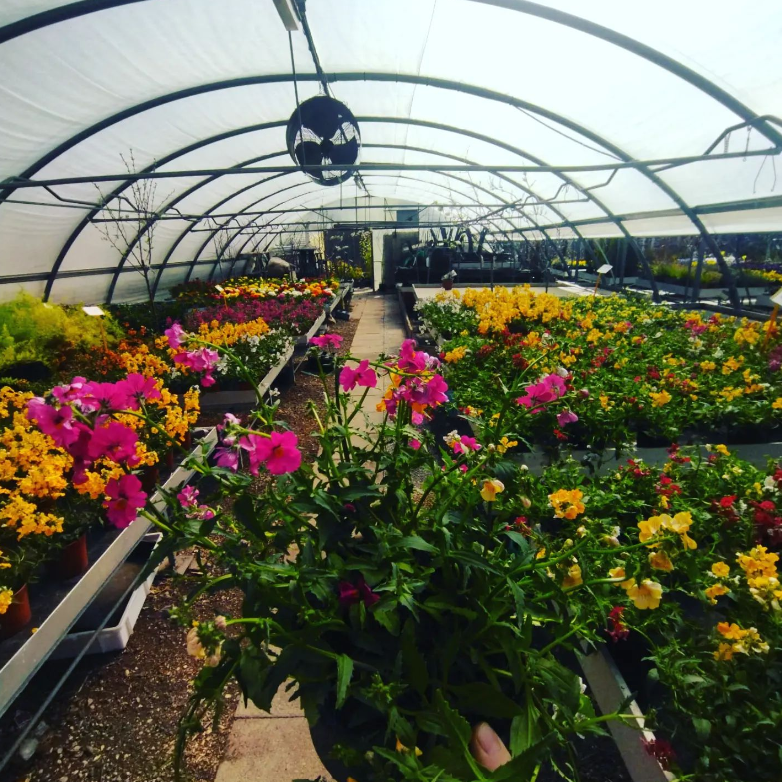 Assortimento fiori Trento