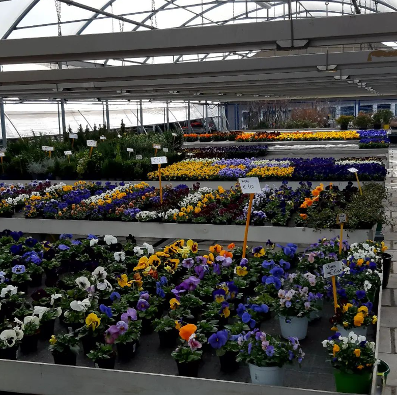 assortimento piante da esterno Trento