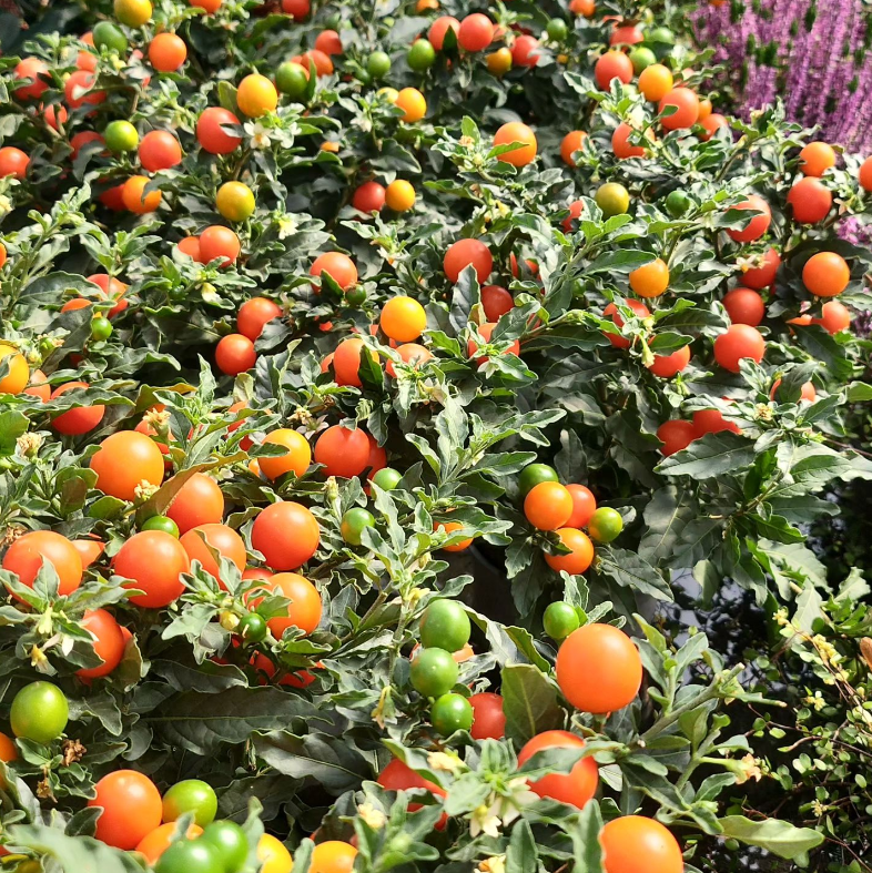 Piante da frutto vendita Trento