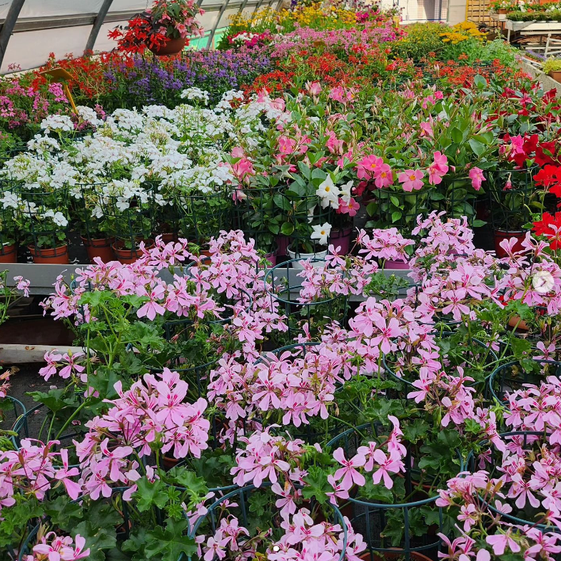 Fioreria Brigadoi Trento