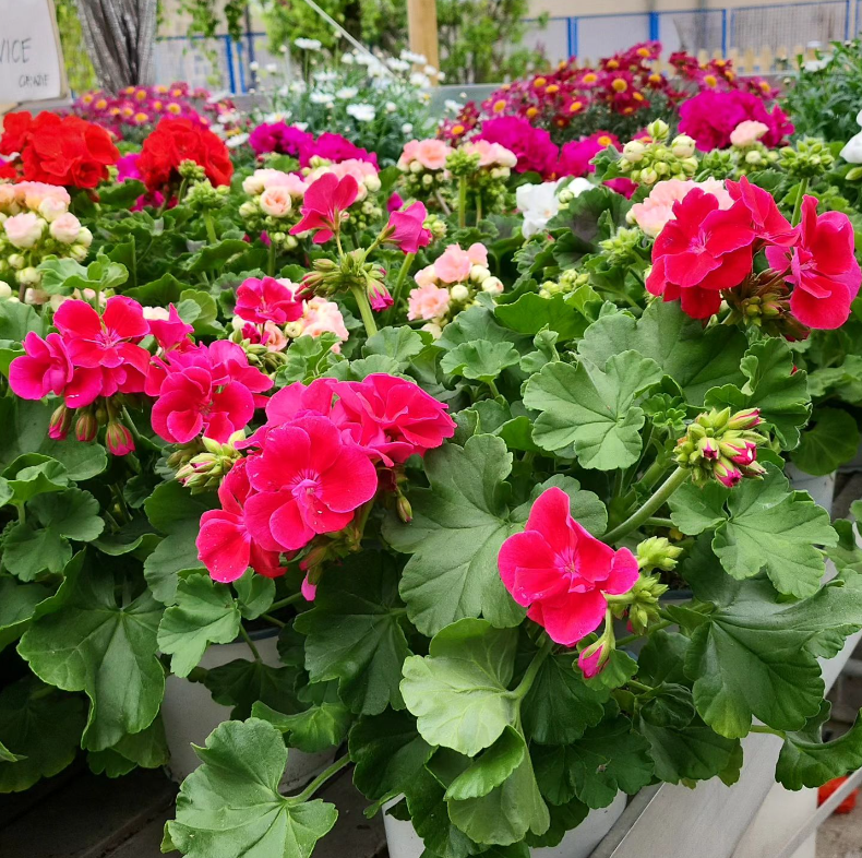 Vendita fiori da esterno Trento