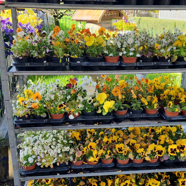 Vendita fiori Trento