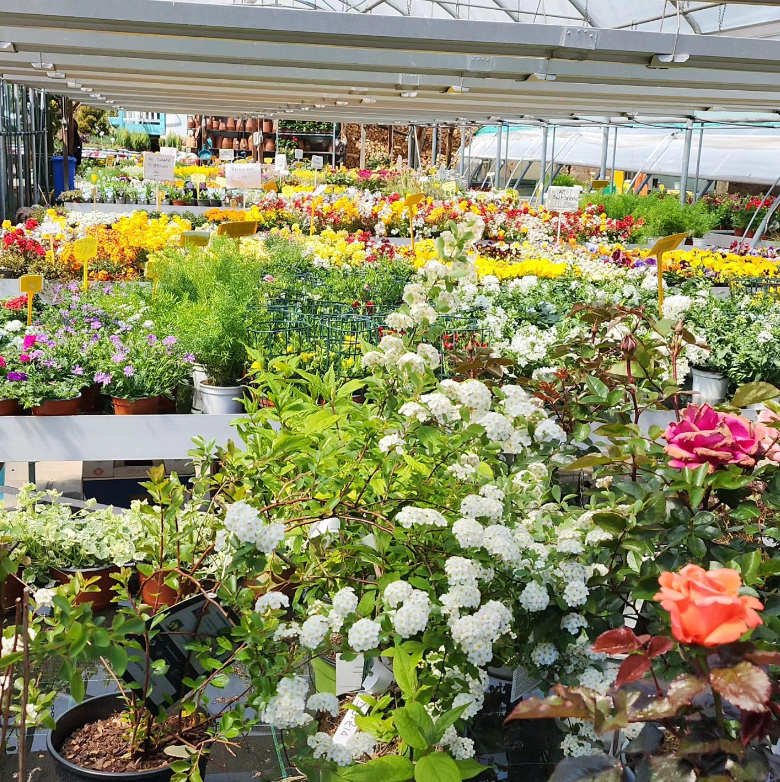 Vendita piante vivaio Brigadoi Trento