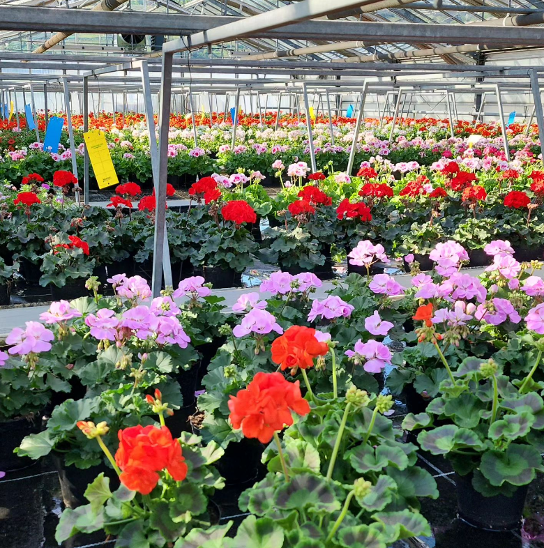 Vendita ciclamini Trento