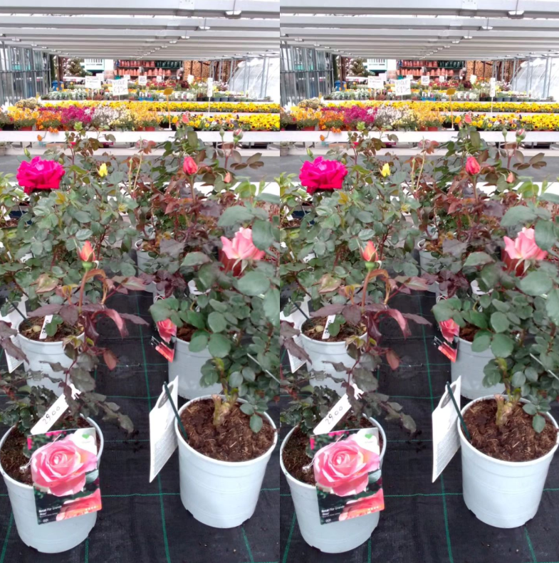 Vendita rose vivaio Trento