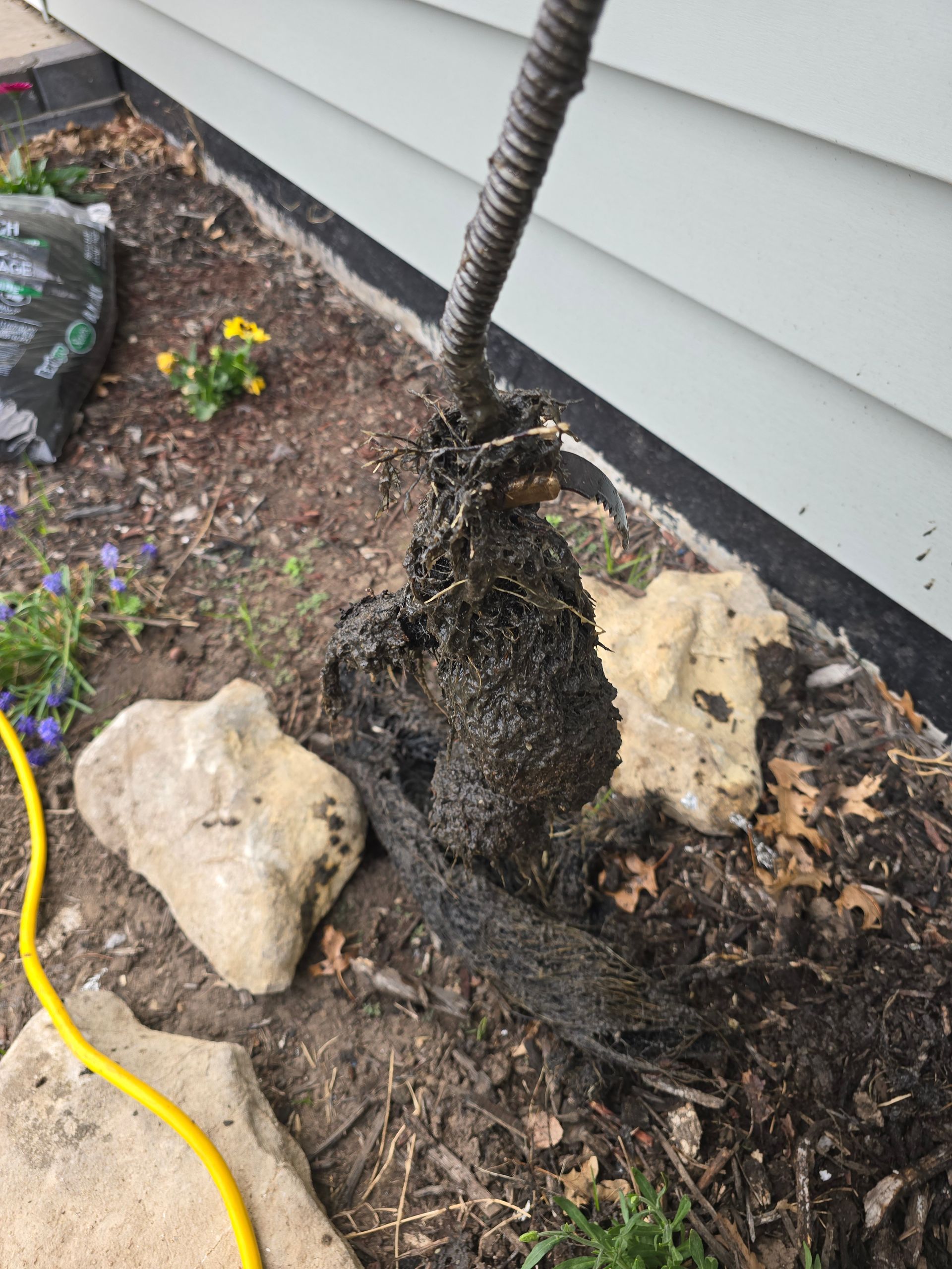 A small, dark, matted shrub or plant base stands in garden soil next to two light-colored landscaping rocks.