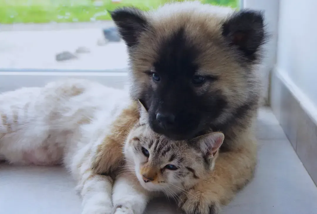 A puppy and a cat are laying next to each other on a window sill.