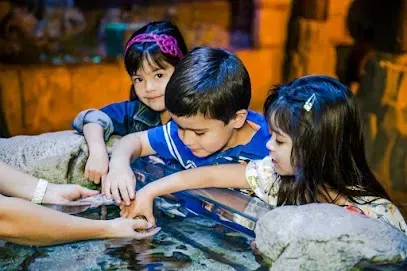 A group of children are touching a fish in an aquarium.