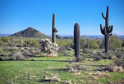 a desert landscape with cactus and a mountain in the background .